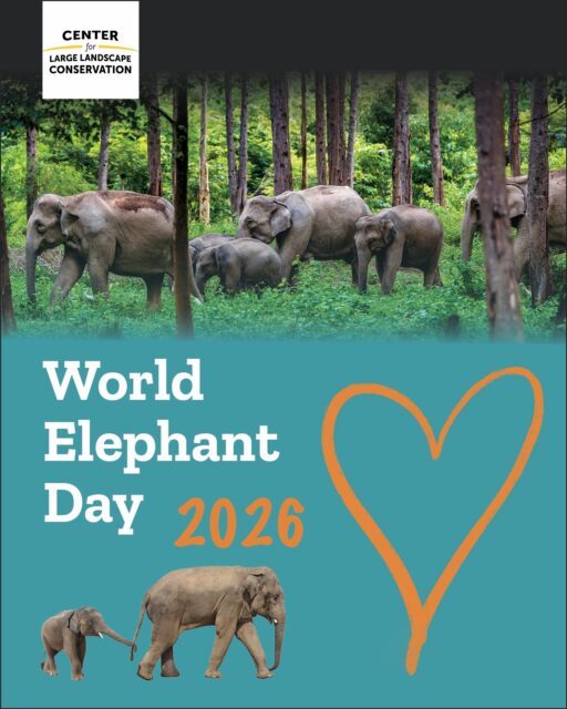 🐘This World Elephant Day, we are celebrating a simple idea: elephants need room to roam.  But across South and Southeast Asia, new and existing roads and railways are cutting through elephant habitat and migration routes—putting elephants at greater risk of deadly collisions and increasing conflict with nearby communities.  It doesn’t have to be this way.  With smarter route planning, wildlife crossings, and elephant-friendly design, we can keep elephants moving safely while connecting people and communities.  Today and every day, the Center for Large Landscape Conservation is working with partners across Asia to help make that vision a reality.  Better infrastructure can mean safer journeys—for elephants and people.  #worldelephantday #elephants #asianelephants
