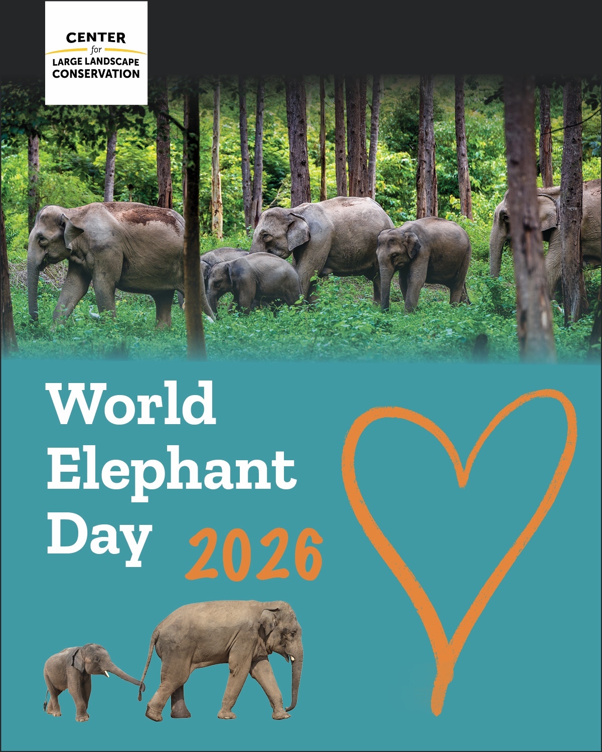 🐘This World Elephant Day, we are celebrating a simple idea: elephants need room to roam.  But across South and Southeast Asia, new and existing roads and railways are cutting through elephant habitat and migration routes—putting elephants at greater risk of deadly collisions and increasing conflict with nearby communities.  It doesn’t have to be this way.  With smarter route planning, wildlife crossings, and elephant-friendly design, we can keep elephants moving safely while connecting people and communities.  Today and every day, the Center for Large Landscape Conservation is working with partners across Asia to help make that vision a reality.  Better infrastructure can mean safer journeys—for elephants and people.  #worldelephantday #elephants #asianelephants
