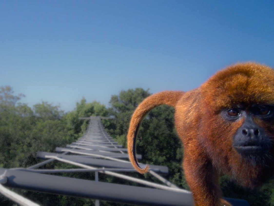 Canopy Bridges: Reconnecting Forest Canopies for Wildlife