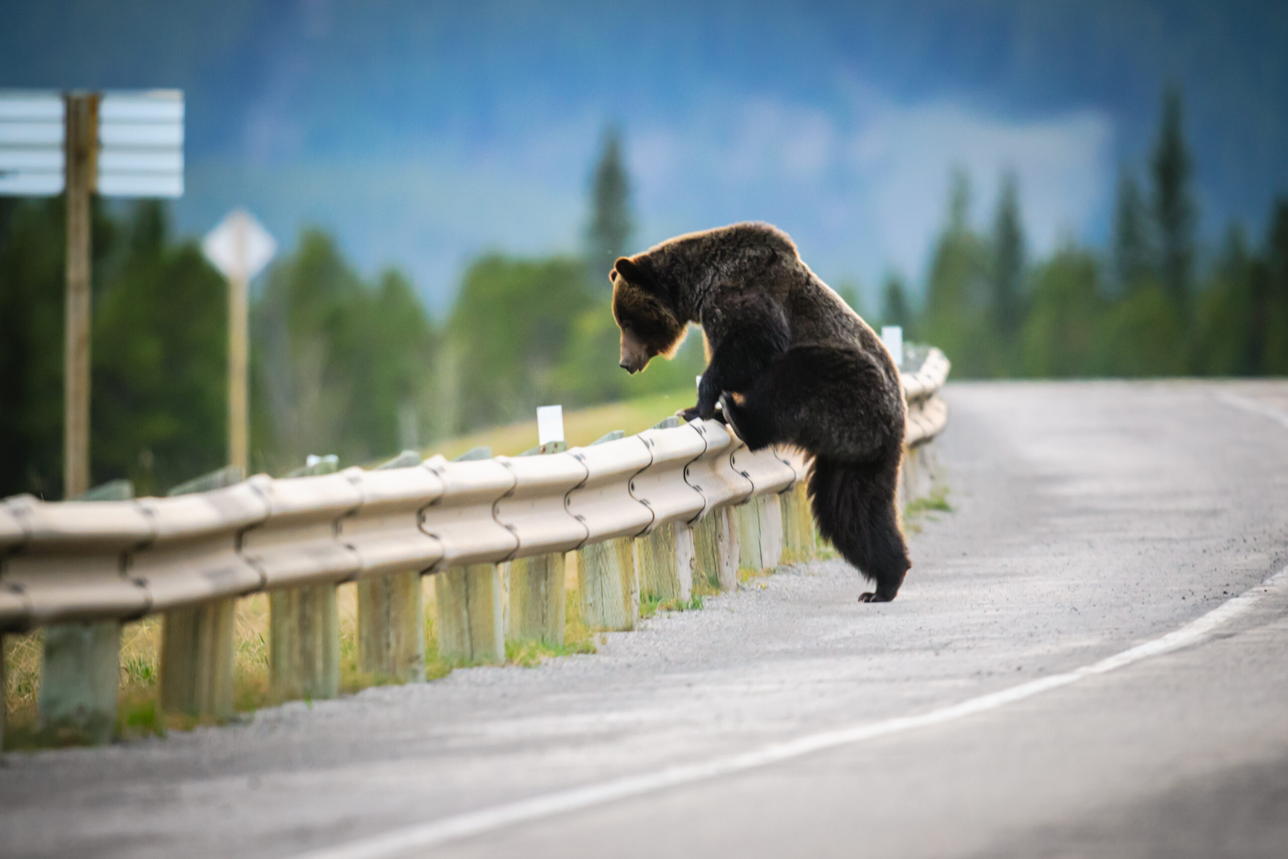 Grizzly Bears: Connectivity and Coexistence 