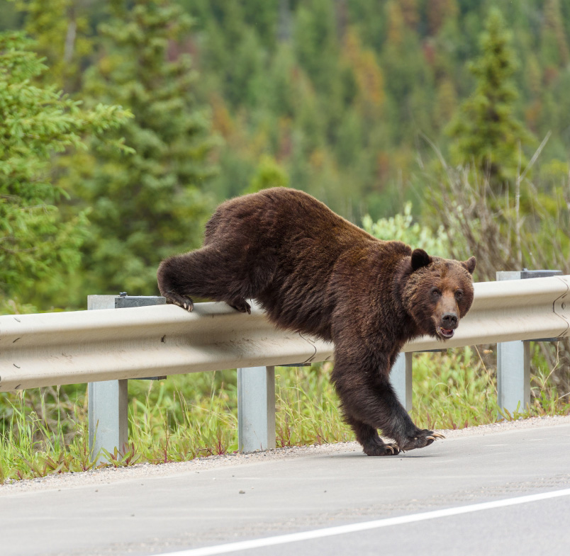 Grizzly V2