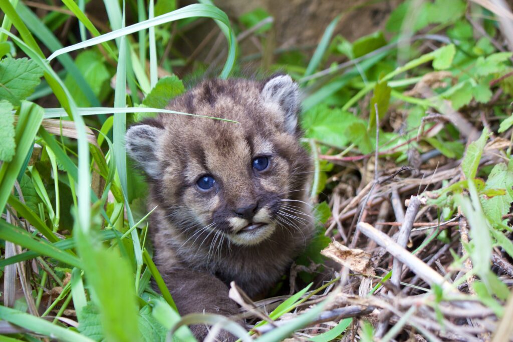 Mountain Lion Kitten Santamonicamountainsnra Nps Photo
