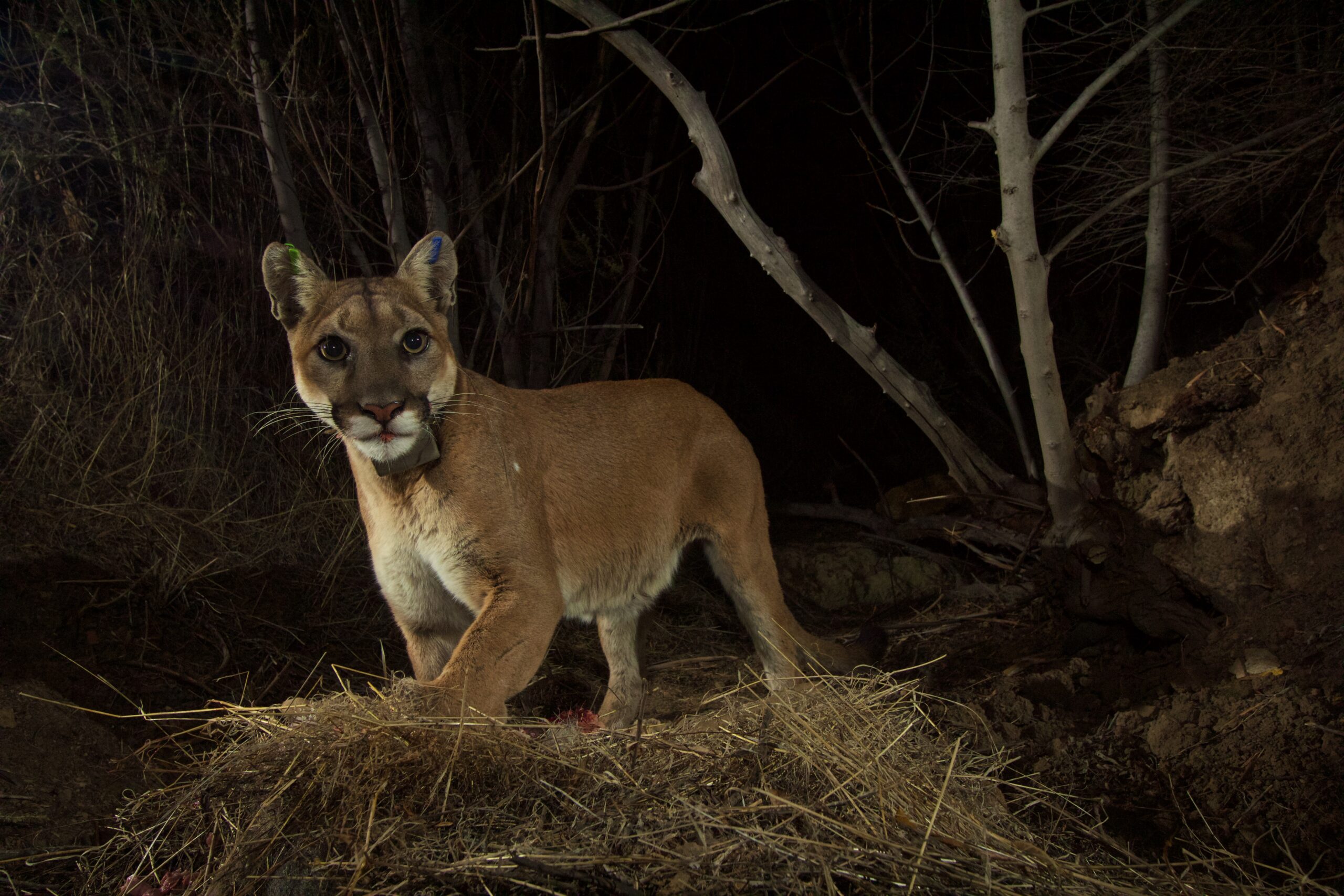 Linking Habitat for California Mountain Lions