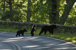 Black bears crossing road - Credit NPS D. Machado