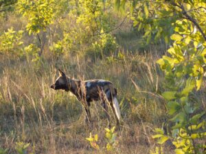 African wild dogs have been struck by vehicles along the M9. Credit: Melissa Butynski